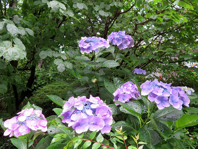 梅雨の醍醐味