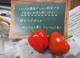 花壇のちいさな収穫物