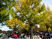 公園の銀杏の木と遊ぶ風景