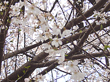 桜の木