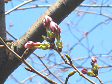 ほころび始めた桜