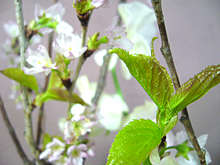 桜の若葉