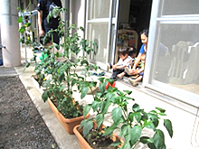 保育室前の庭と栽培物