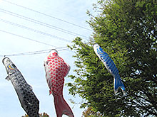 空に向かって泳ぐこいのぼり