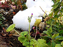 溶け残った雪とサクラソウ